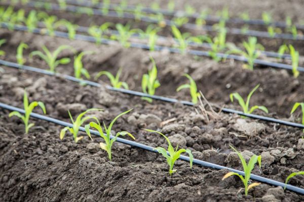 Irrigation Repair